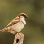 Looking for effective ways to scare birds away from your garden or property? Our expert tips and tricks will help you keep pesky birds at bay without harming them. From visual deterrents to noise makers and natural repellents, we've got you covered.