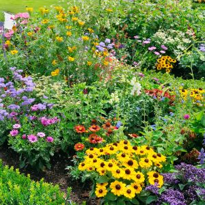 Discover the benefits of using tea bags in your garden. Learn how tea bags can improve soil quality, provide nutrients to plants, and even repel pests. Find out how to use tea bags effectively in your garden and give your plants the boost they need to thrive.