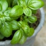 What to plant in July. Flowers, herbs, and vegetables you can plant in July.