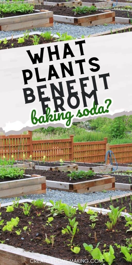 Say goodbye to plant diseases and hello to healthy growth with this simple solution! Learn how baking soda can benefit your plants and promote optimal growth. Give your green thumb a boost!