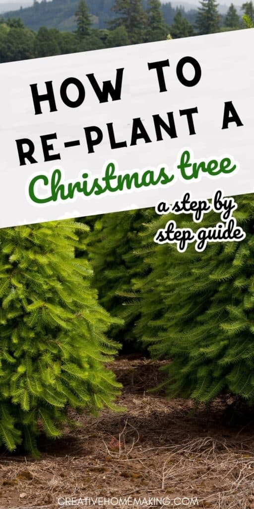 Transform your Christmas tree into a year-round beauty by replanting it! Our simple step-by-step guide will show you how to keep the holiday spirit alive all year long. Get ready to enjoy the benefits of a living tree. 