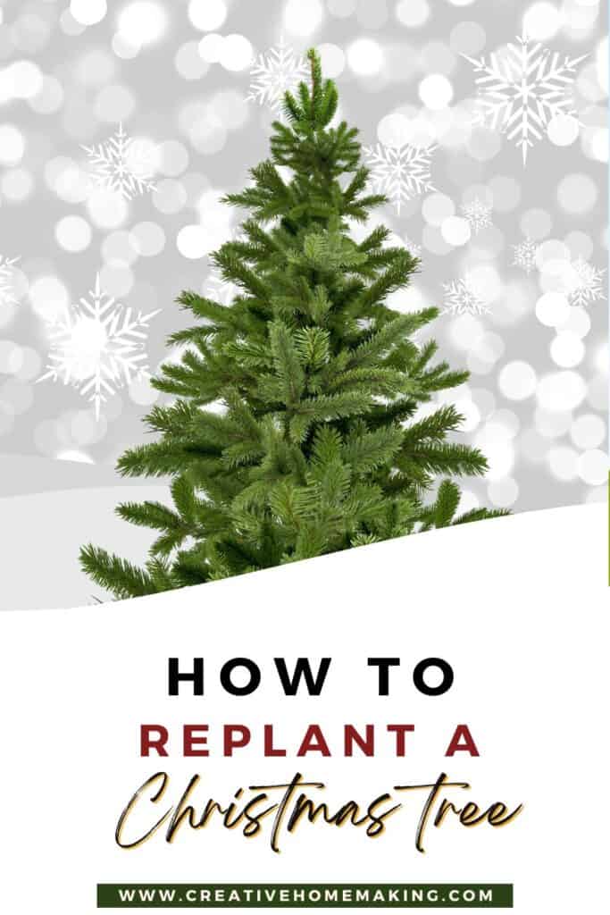 Ready to give your potted Christmas tree a new life? Check out our step-by-step guide on how to successfully replant your holiday tree! From choosing the perfect spot in your garden to ensuring it thrives for years to come, we’ve got all the tips you need. Transform your festive tree into a beautiful addition to your outdoor space and keep the holiday spirit alive! 