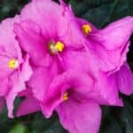 Step-by-step re-potting process for healthy African violets in vibrant pots.