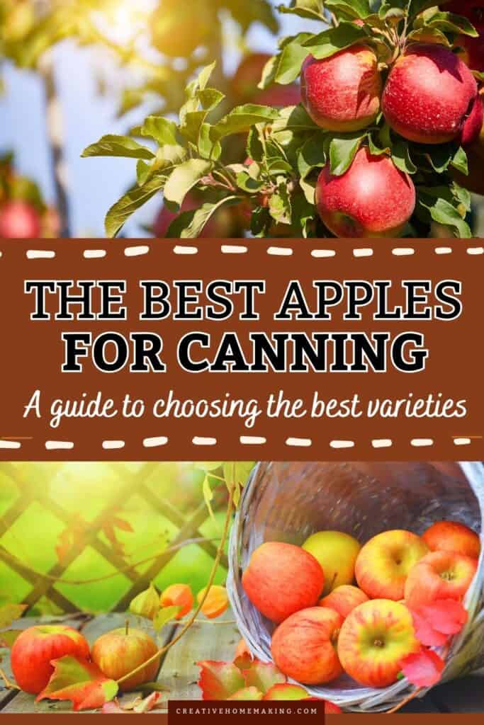 Ready to dive into canning? Start with the best apples for your recipes! ✨ Explore our top picks for canning apples, featuring varieties that hold their shape and flavor beautifully when preserved. Perfect for creating mouthwatering jams, jellies, and sauces, these apples will make your home-canned goods a hit! Get inspired and make the most of apple season! 