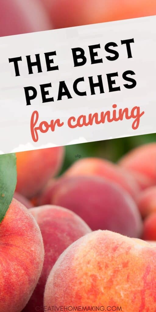 Preserve the taste of summer with our guide to the best peaches for canning. Discover the perfect varieties that hold up well in canning, ensuring your pantry is stocked with delicious, flavorful peaches all year round. 