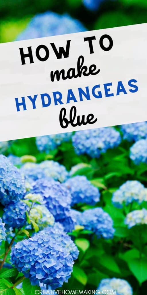 Discover the secrets to changing your hydrangeas from pink to vibrant blue with our easy-to-follow guide! Learn about soil pH, the right fertilizers, and essential tips for achieving those gorgeous blue flowers you’ve always wanted. 