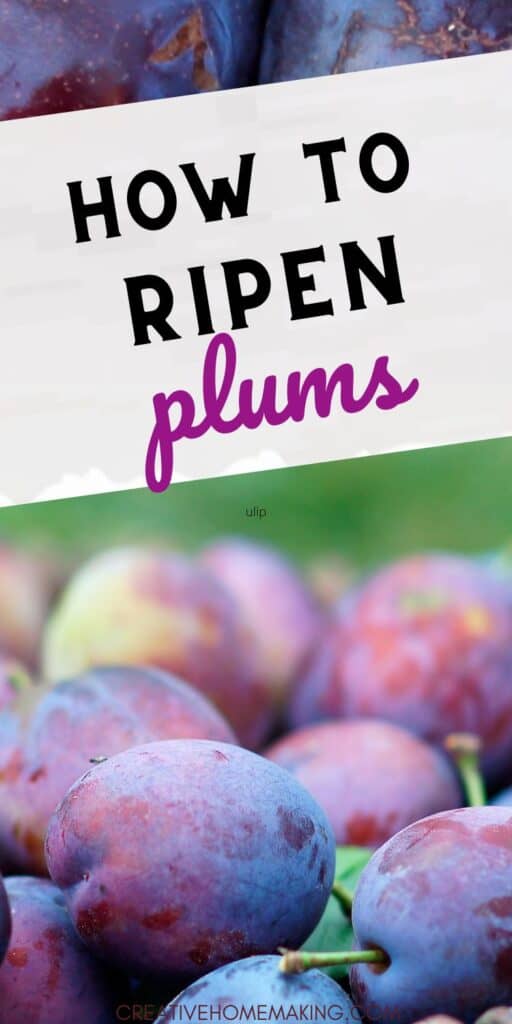 Unlock the secrets to perfectly ripe plums with our expert tips on how to ripen plums at home. Whether you've picked them from the store or your own orchard, our guide will show you the best methods for ripening plums to sweet, juicy perfection.