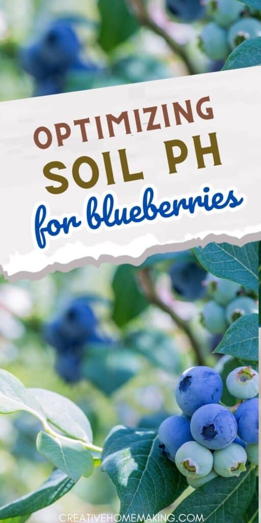 Blueberries are a delicious and nutritious addition to any garden, but getting the soil pH right can be a challenge. Luckily, our guide to optimizing soil pH for blueberries has got you covered! Learn the best practices for achieving healthy, thriving plants and a bountiful harvest.