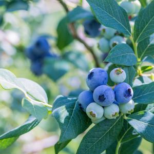 Want to grow the sweetest, most succulent blueberries? It all starts with optimizing the soil pH! Our expert guide will show you how to test and adjust soil acidity levels for maximum growth and flavor.