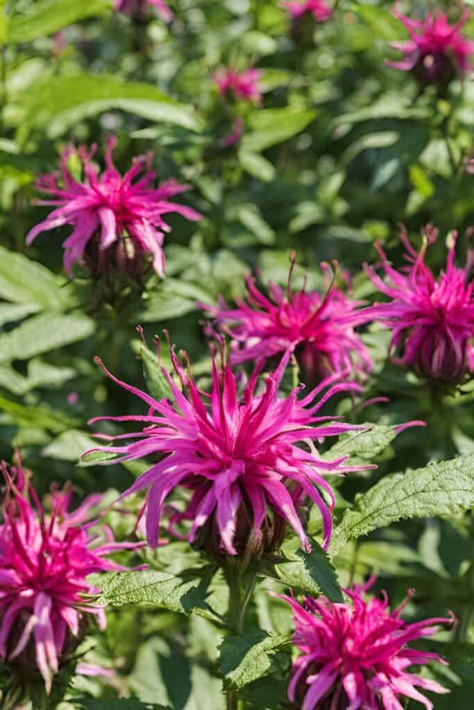 Plants to Avoid: What Not to Plant with Bee Balm