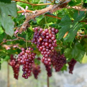 Raise a glass to the best grapes for red wine! From bold and fruity to smooth and rich, discover the top grape varieties that make the most delicious and complex red wines. Cheers to your next bottle of vino!