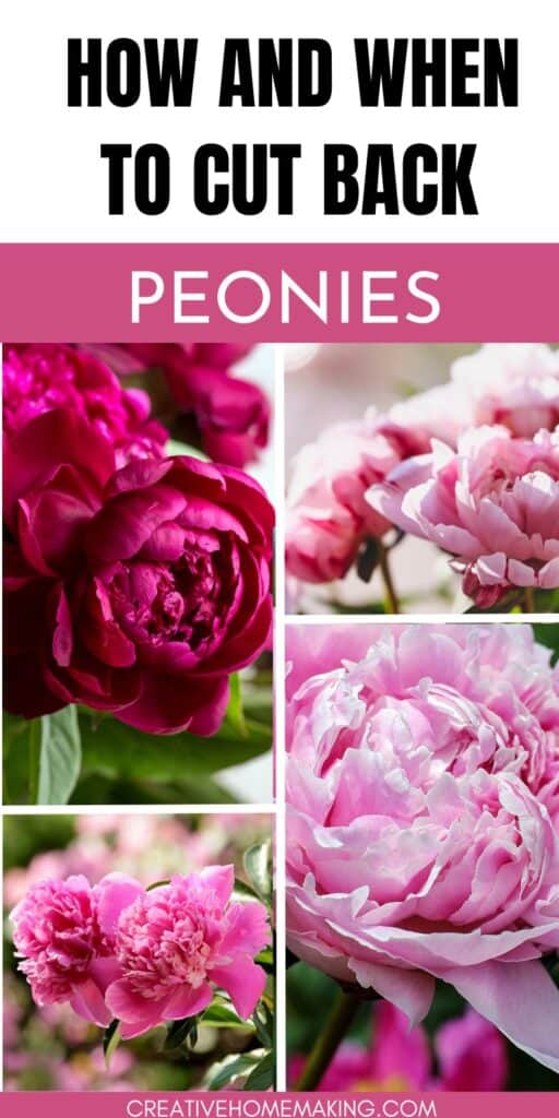 Discover the art of cutting back peonies to promote healthy growth and stunning blooms. Learn the best techniques for pruning peonies and create a beautiful garden filled with flourishing peony plants. Pin now for essential tips on peony care!