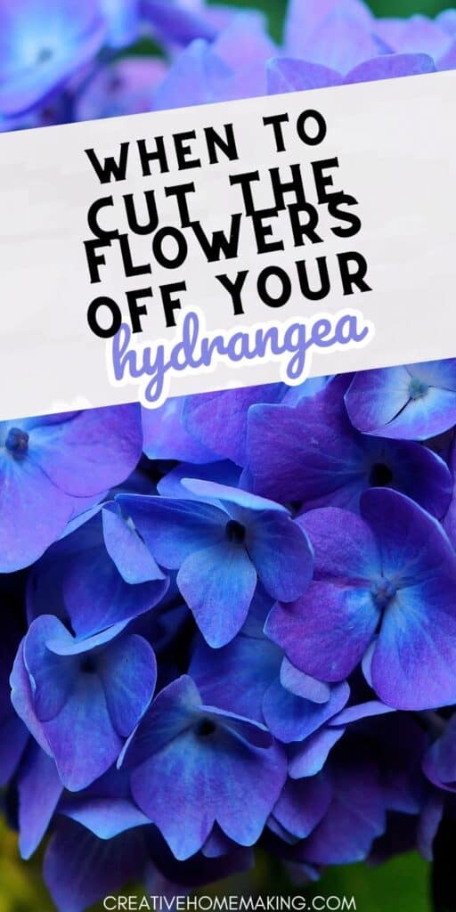 Want to know when to cut the flowers off of your hydrangea? Our article has the answers you need! Discover the best techniques for pruning your plants and promoting healthy growth. Follow our tips to ensure beautiful, long-lasting blooms year after year.
