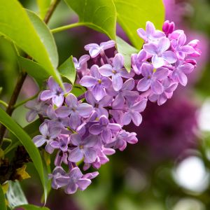 Learn the best time to prune lilacs to keep them healthy and blooming beautifully. Discover expert tips for shaping, timing, and encouraging next year’s flowers.