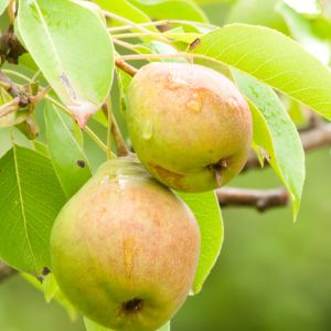 Got a batch of hard, unripe pears that you're eager to enjoy? With these simple tips and tricks, you can ripen them quickly and easily! Whether you prefer your pears soft and juicy or firm and crisp, these methods will help you get the perfect ripeness in no time. Follow this guide to learn how to ripen pears quickly and enjoy the sweet, delicious taste of ripe pears all season long!