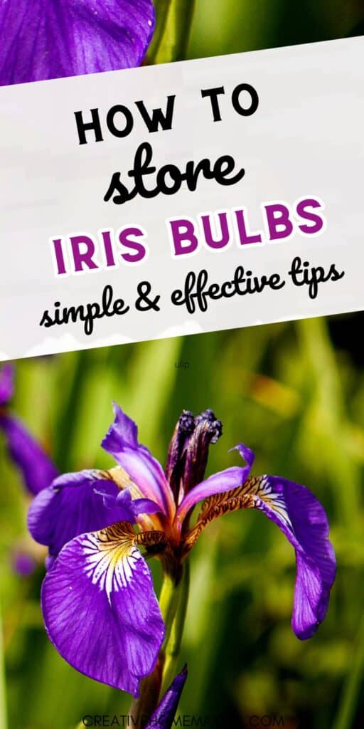 Unearth the secrets to storing iris bulbs with this essential guide! Whether you're an experienced gardener or a novice, this comprehensive resource will provide you with valuable insights into preserving and storing iris bulbs. Learn the best techniques to ensure the bulbs remain healthy and viable for the next growing season.