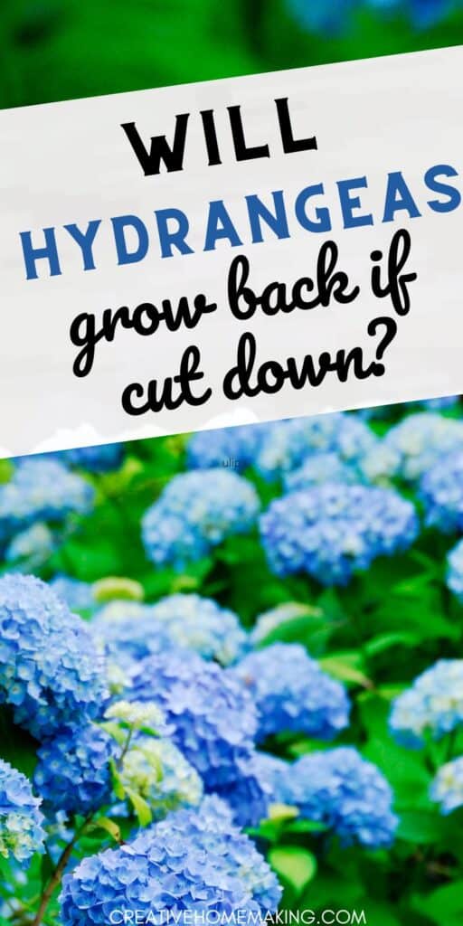 Discover the secrets of pruning hydrangeas and learn whether they will grow back if cut down. Our expert tips will guide you through the best practices for pruning hydrangeas to encourage healthy growth and abundant blooms.
