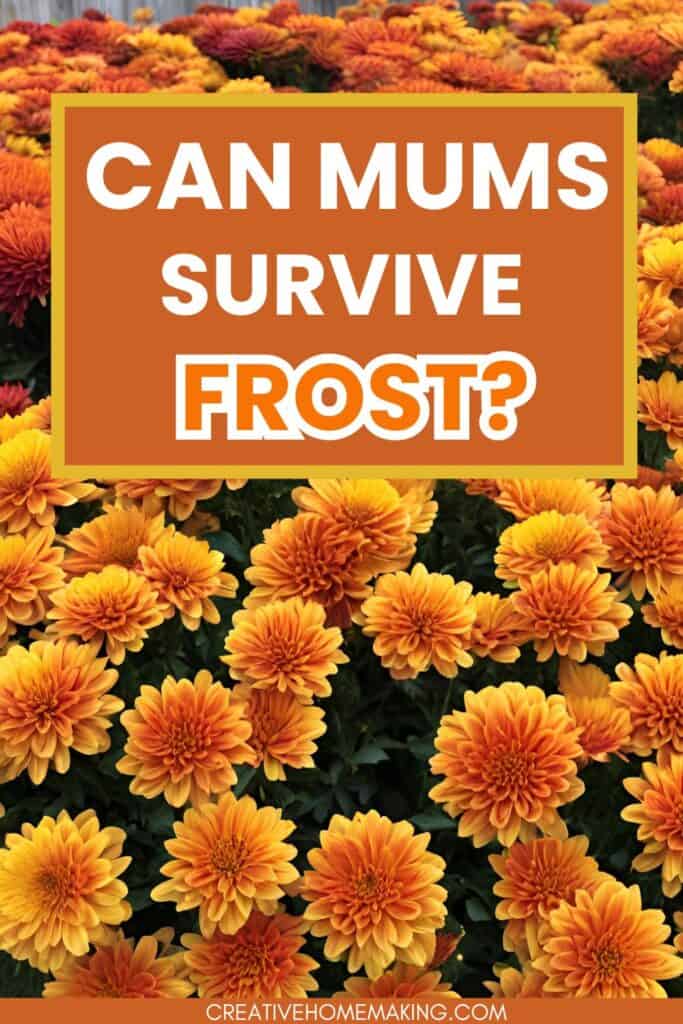 Wondering if your beautiful mums can survive frost? ❄️ Discover the truth about chrysanthemums and their resilience in cooler temperatures! Our guide explores how to care for your mums as the weather changes, tips for protecting them from frost, and the best practices for ensuring they thrive throughout the fall season.