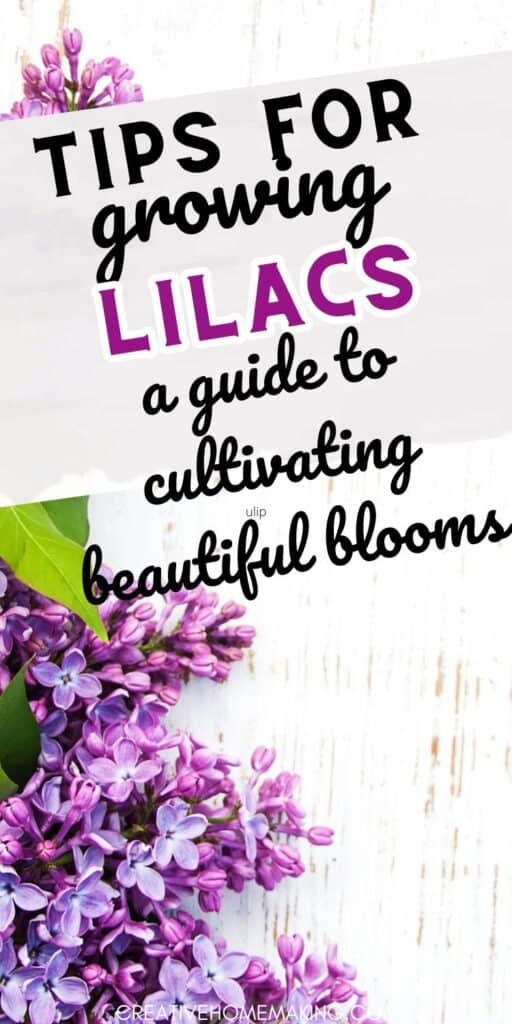 Transform your garden with the timeless beauty and enchanting fragrance of lilacs. Discover expert tips for growing and caring for these stunning flowering shrubs. Add a touch of elegance to your outdoor space with flourishing lilac blooms!