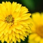 Close-up of frosted chrysanthemum petals in early morning light