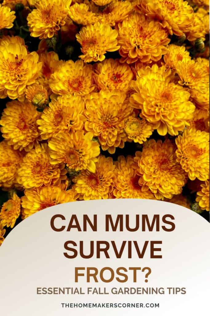 Garden mums surrounded by frost in an autumn landscape