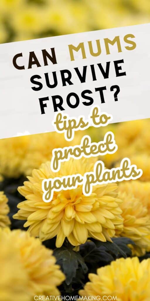 Winter weather can be tough on your garden, but with these simple tricks, you can keep your mums healthy and happy all season long. Learn how to protect your plants from frost damage today!