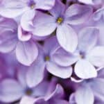 Get your garden ready for the next blooming season with our expert tips on pruning lilacs in October! Learn the dos and don'ts of pruning and ensure a healthy growth for your lilacs. Pin now and start your gardening journey!