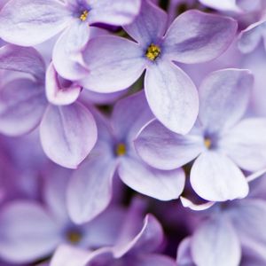 Get your garden ready for the next blooming season with our expert tips on pruning lilacs in October! Learn the dos and don'ts of pruning and ensure a healthy growth for your lilacs. Pin now and start your gardening journey!