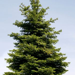 Are you trying to decide between a spruce tree and a pine tree for your landscaping project or Christmas tree? Learn about the differences between these two popular tree options on our blog. Discover the unique characteristics of spruce trees and pine trees, including needle length, shape, and usage.