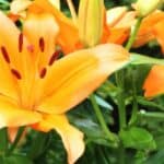 Get ready to embrace the fall season with our top picks for what to plant in October. From vibrant mums to hearty vegetables, your garden will be bursting with color and flavor. Check out our guide now!