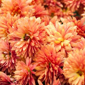 Pruning your mums is essential for keeping them healthy and blooming year after year. But when is the best time to do it? Our expert guide will show you exactly when and how to prune your chrysanthemums for maximum growth and beauty. Don't miss out on these essential gardening tips!