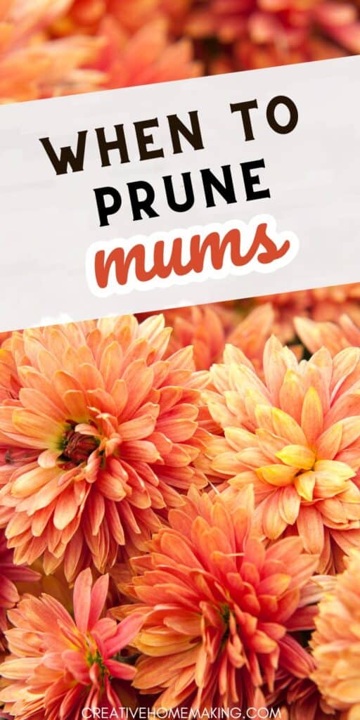 Are your mums looking a little lackluster? It might be time for a prune! Our step-by-step guide will show you how to prune your chrysanthemums to encourage new growth and vibrant blooms. Whether you're a seasoned gardener or a beginner, this guide is a must-read for anyone looking to keep their mums healthy and beautiful.
