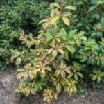 Blueberry bush during early recovery stage
