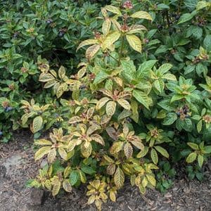 Blueberry bush during early recovery stage