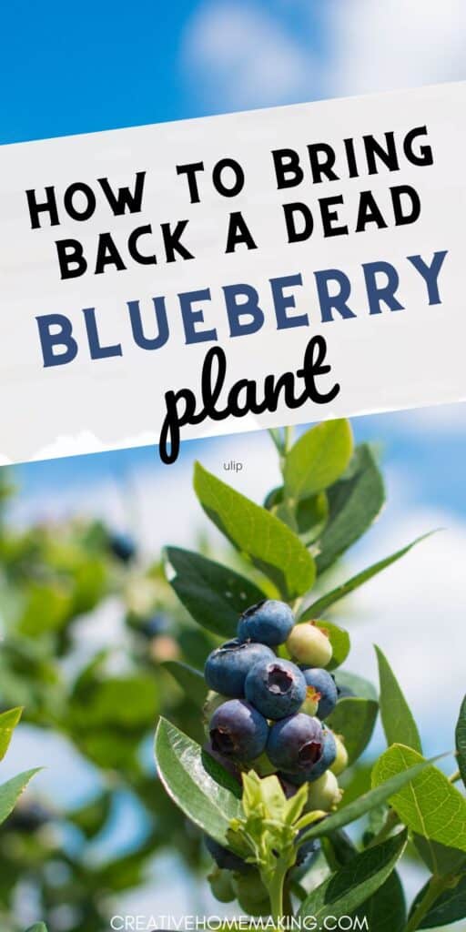 Revive your blueberry plant with our expert guide on how to bring it back to life. Whether it's a lack of water, nutrient deficiency, or other factors, our tips will help you diagnose and address the issues that may have caused your blueberry plant to wither.