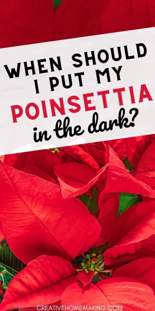Discover the secret to vibrant poinsettias with our guide on when to put them in the dark. Learn the best practices for encouraging these festive plants to bloom at just the right time. Whether you're a holiday enthusiast or a plant lover, our expert tips will help you achieve stunning, colorful poinsettias that will brighten up your home during the festive season. 