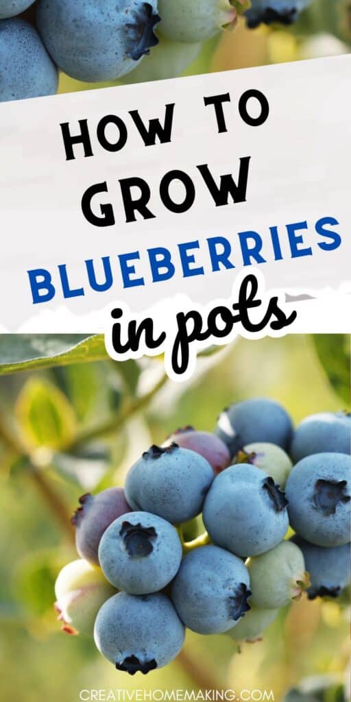 Elevate your gardening game by growing blueberries in pots. Our tips will help you create a thriving container garden full of delicious, nutritious blueberries.
