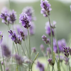 Uncover the allure of English lavender on our Pinterest board as we delve into its fragrant blooms, compact growth habit, and versatile uses. Whether you're a gardening enthusiast or seeking inspiration for your outdoor space, this board is a treasure trove of English lavender beauty and tips.