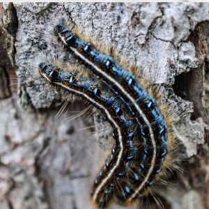Discover natural and effective ways to eliminate tent caterpillars from your garden. Protect your trees and plants with these eco-friendly solutions.