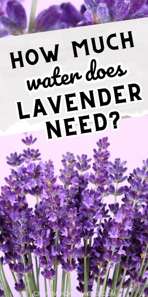 Discover the perfect watering regimen for lavender to keep your plants healthy and vibrant. Find out how much water lavender needs and expert watering advice for your garden.