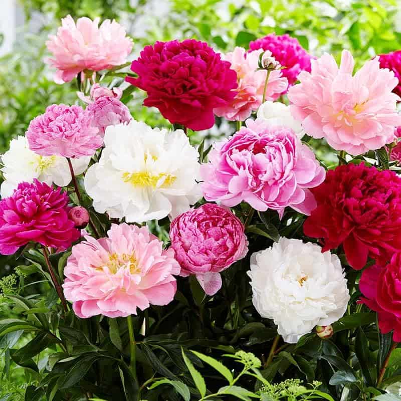 Mixed Peony Value Bag (3 Pack) - Freshly Dug Peony Flower Bulbsover Detergent Booster for Clothes