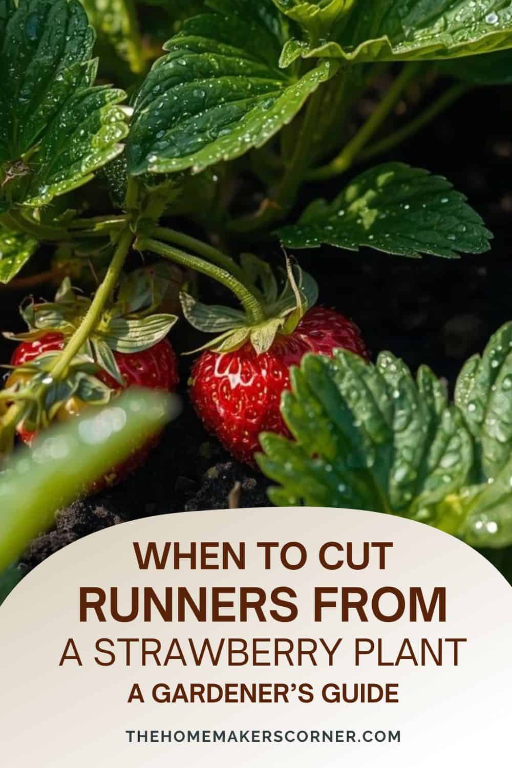 Boost Plant Health: Why and When to Cut Strawberry Runners - Homemaker ...
