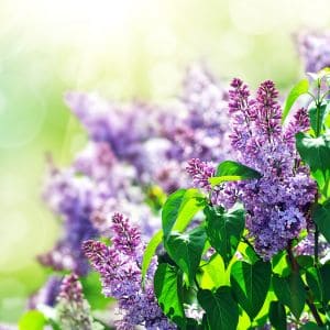 Uncover the secrets of lilacs and their edibility in this fascinating article. From floral teas to innovative dishes, learn how to harness the unique flavors of these stunning flowers.