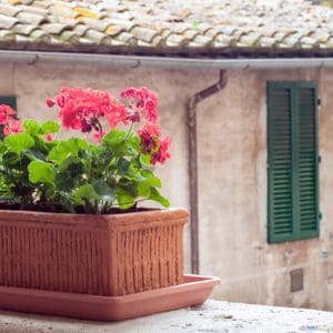 Discover the secrets to growing gorgeous geraniums from cuttings with our easy step-by-step guide. Perfect for adding vibrant color to your garden or home!