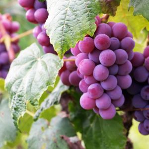 Ready to embark on a grape-growing adventure? Dive into the world of propagating grapevines from cuttings and watch your garden flourish. Join us as we explore the art of vine propagation!