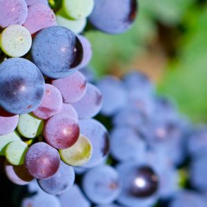 Learn the art of grape vine pruning with these expert tips and techniques. Keep your vines healthy and productive with proper pruning methods.