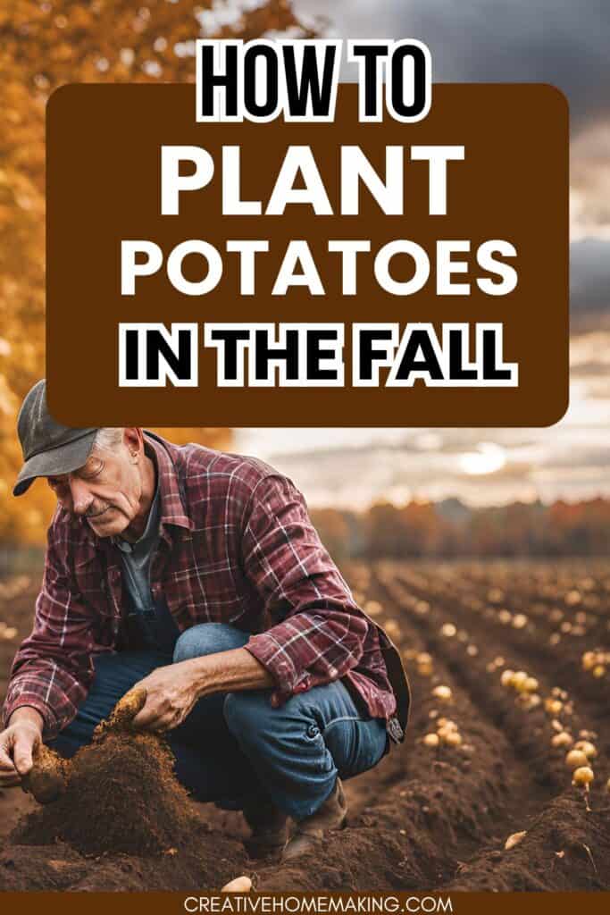 Fall planting can yield delicious, hearty potatoes, and we’re here to help you every step of the way. Discover the best potato varieties for fall, essential soil preparation tips, and expert planting techniques. Whether you're a seasoned gardener or just starting out, this guide will ensure your potato crop thrives and provides a tasty reward come spring.