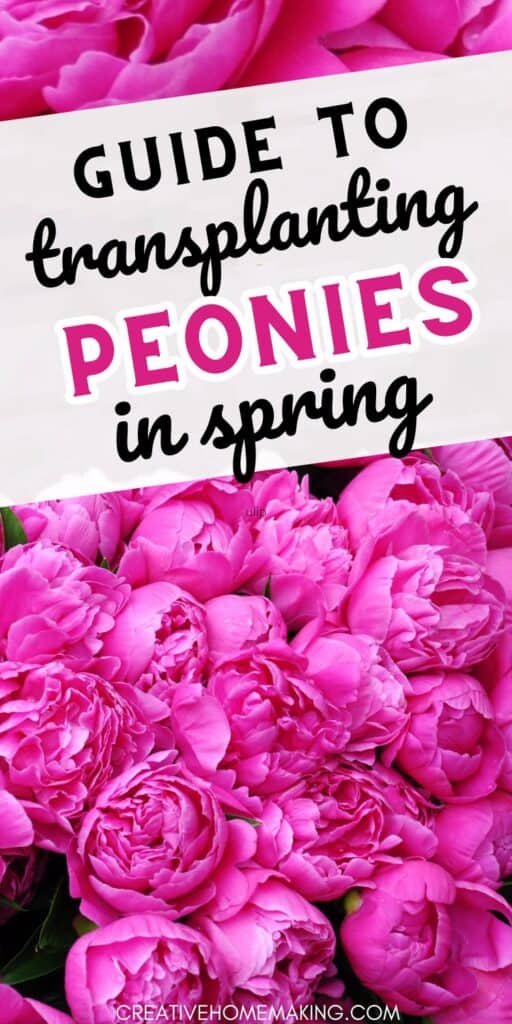 Looking to relocate your peonies this spring? Find out how to transplant them with ease and care for a stunning garden transformation!