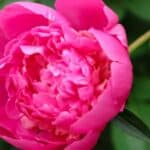 Discover expert tips for transplanting peonies in the spring! Ensure a successful move for your beloved blooms with our helpful guide.