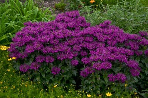 Greenwood Nursery/Live Perennial Plants - Bee Balm Grape Gumball + Monarda Didyma